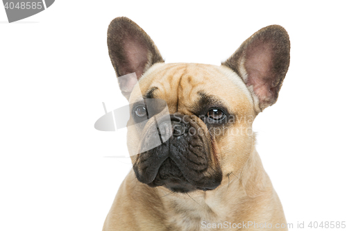 Image of Beautiful french bulldog dog