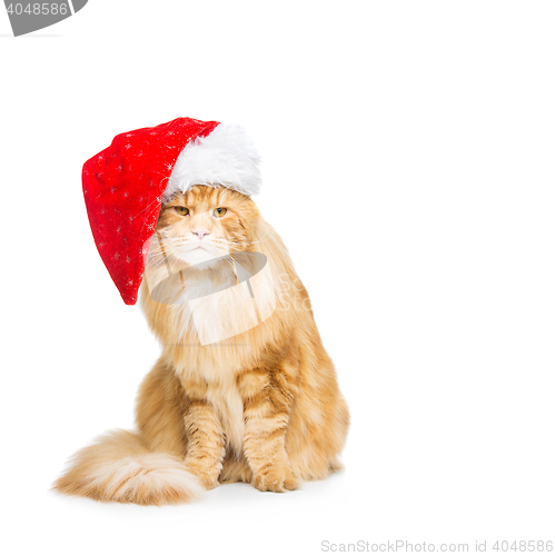 Image of Big ginger cat in christmas hat