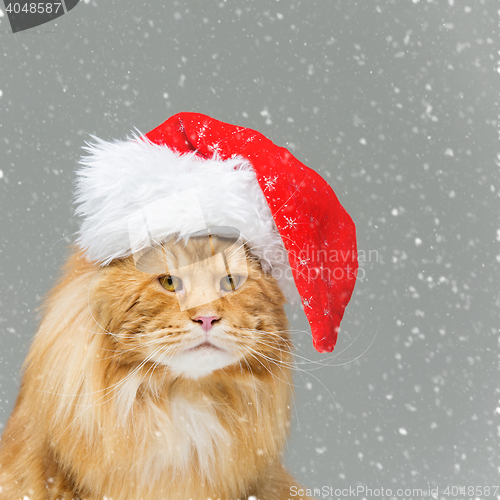 Image of Big ginger cat in christmas hat