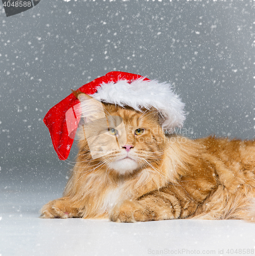 Image of Big ginger cat in christmas hat