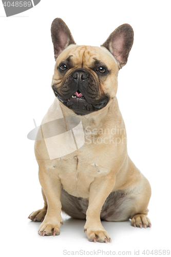 Image of Beautiful french bulldog dog