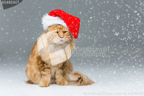 Image of Big ginger cat in christmas hat