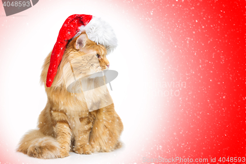 Image of Big ginger cat in santa cap looking the side