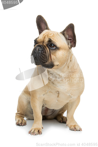 Image of Beautiful french bulldog dog