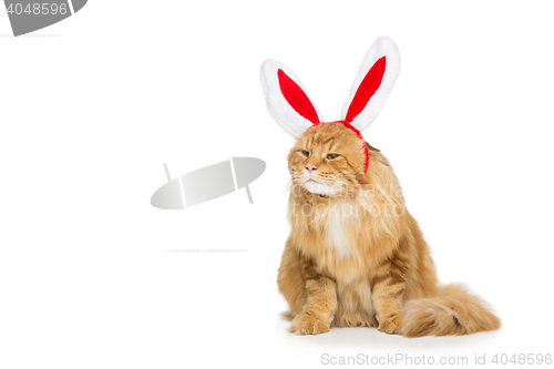 Image of Big ginger cat in christmas rabbit ears head rim