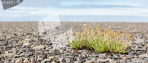 Image of Plant growing on black sand - Iceland