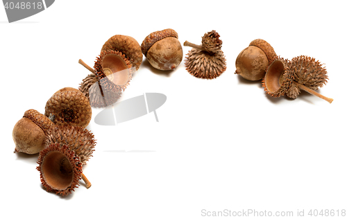 Image of Autumn oak acorns