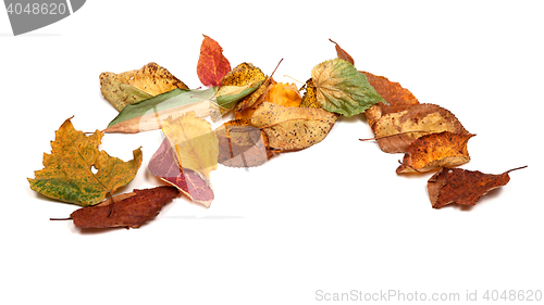 Image of Multicolor dried autumn leafs