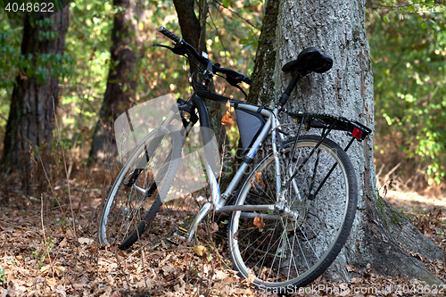 Image of Bicycle in autumn forest 