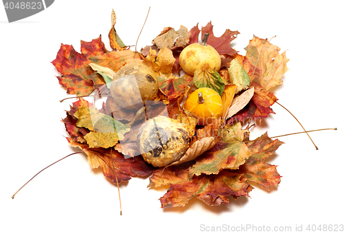 Image of Small decorative pumpkins on autumn leafs