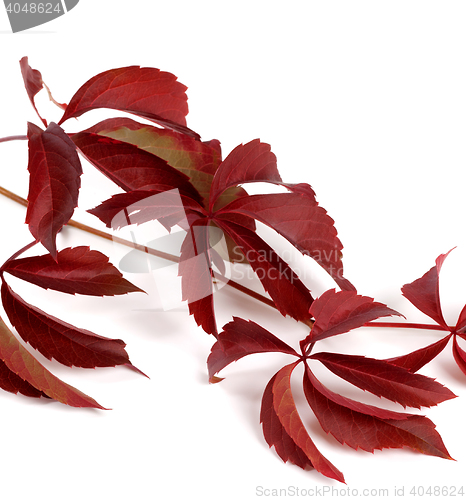 Image of Branch of dark red autumn grapes leaves (Parthenocissus quinquef