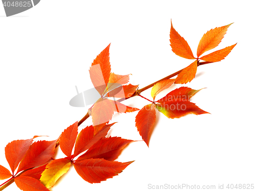 Image of Red autum branch of grapes leaves (Parthenocissus quinquefolia f