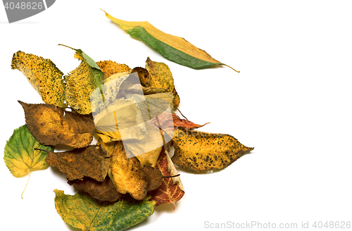 Image of Autumn dried leafs