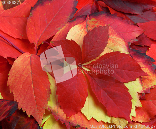 Image of Natural background of multicolor autumn leafs
