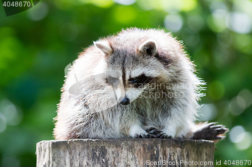 Image of Adult racoon on a tree