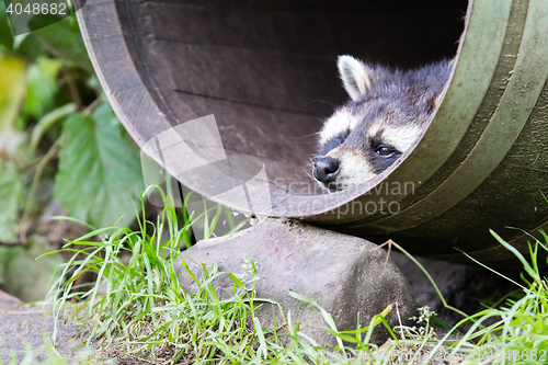 Image of Racoon in a barrel, resting
