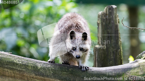 Image of Adult racoon on a tree