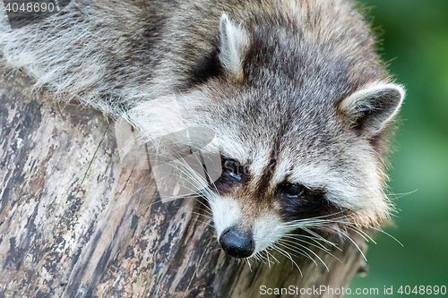 Image of Adult racoon on a tree