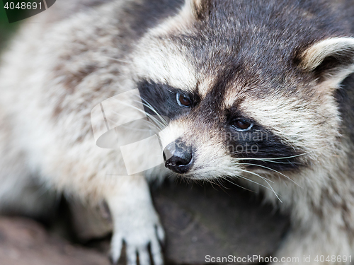 Image of Adult racoon on a tree