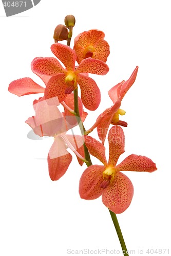 Image of Orange Orchid