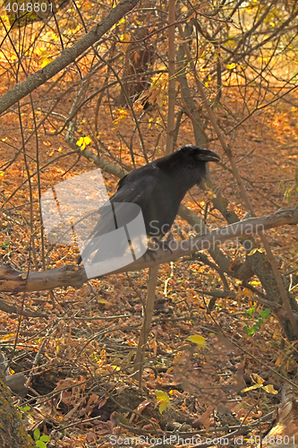 Image of Raven black  wise bird