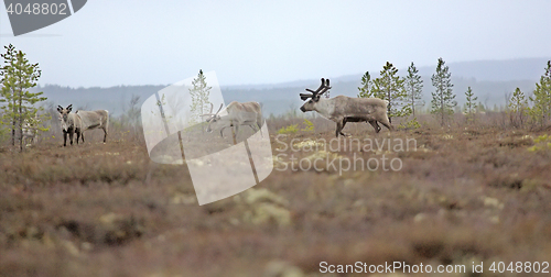 Image of leader of reindeer herd is kept between herd and man