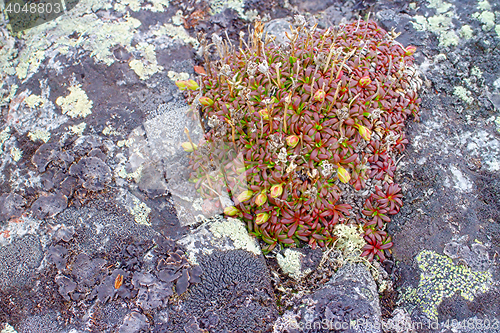 Image of macro stone vegetation polar leaf summer