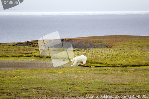 Image of Relevant today: in summer, polar bears remain on Islands and  search of food 