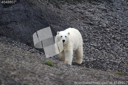 Image of Relevant today: in summer, polar bears remain on Islands and  search of food 