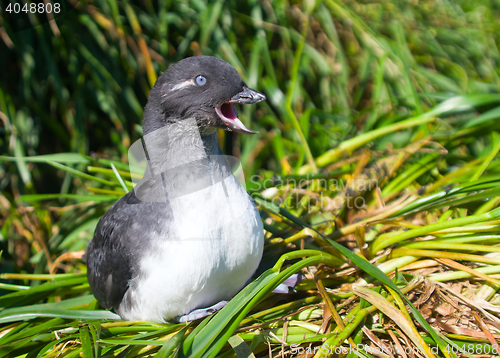 Image of The Parakeet auklet