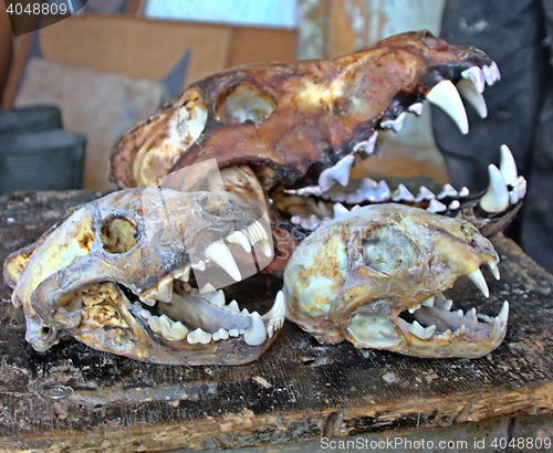 Image of Taxidermy workshop. Skulls of predatory mammals