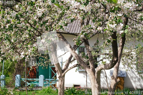 Image of Apple abloom