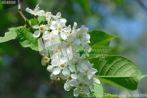 Image of Bird cherry