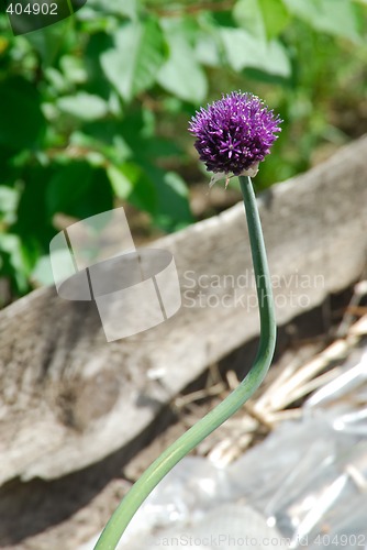 Image of Flower of burr