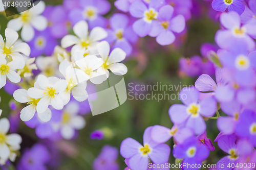 Image of Background from flowers