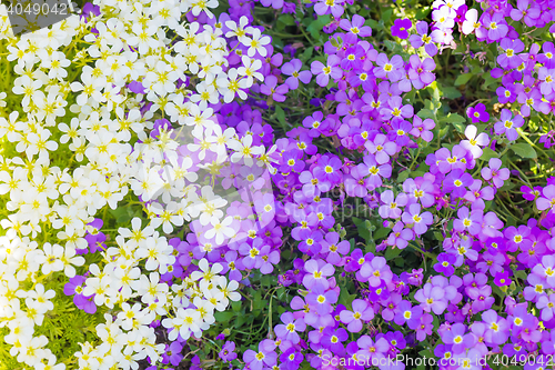 Image of Background from spring flowers