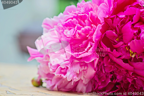 Image of Macro shot of pink peony flowers