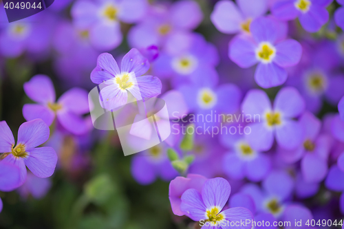 Image of Background from flowers