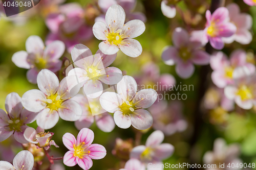 Image of Background from pink flowers