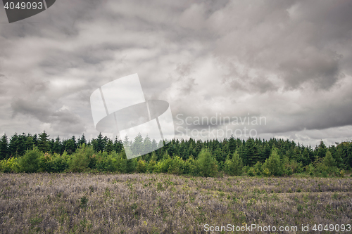 Image of Green pine tree forest on a meadow