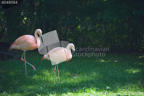 Image of Flamingos walking on green grass