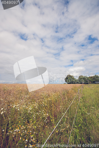 Image of Fence on a meadow with many flowers