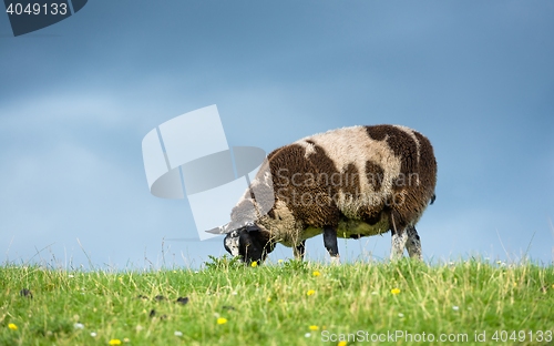 Image of Sheep feeding on grass