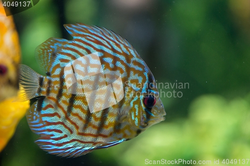 Image of Colorful tropical fish