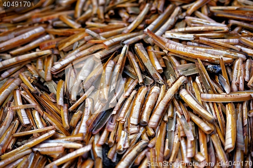 Image of Lots of seashells