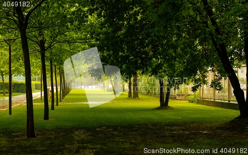 Image of Green park tree outdoor