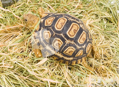 Image of Geochelone Pardalis