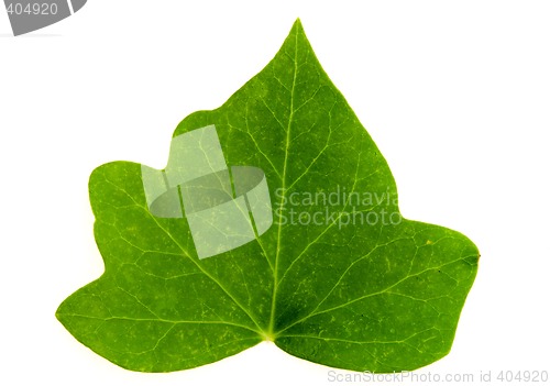 Image of Leaf of Ivy