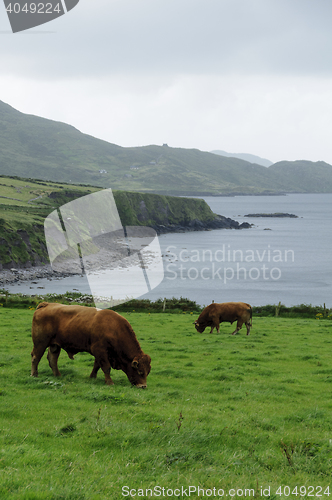 Image of Irish coast landscape