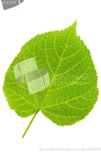 Image of Lime Tree Leaf